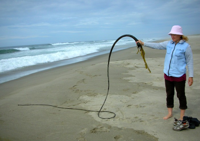 Is that a piece of kelp or a bullwhip?
